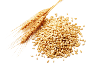 Wheat export